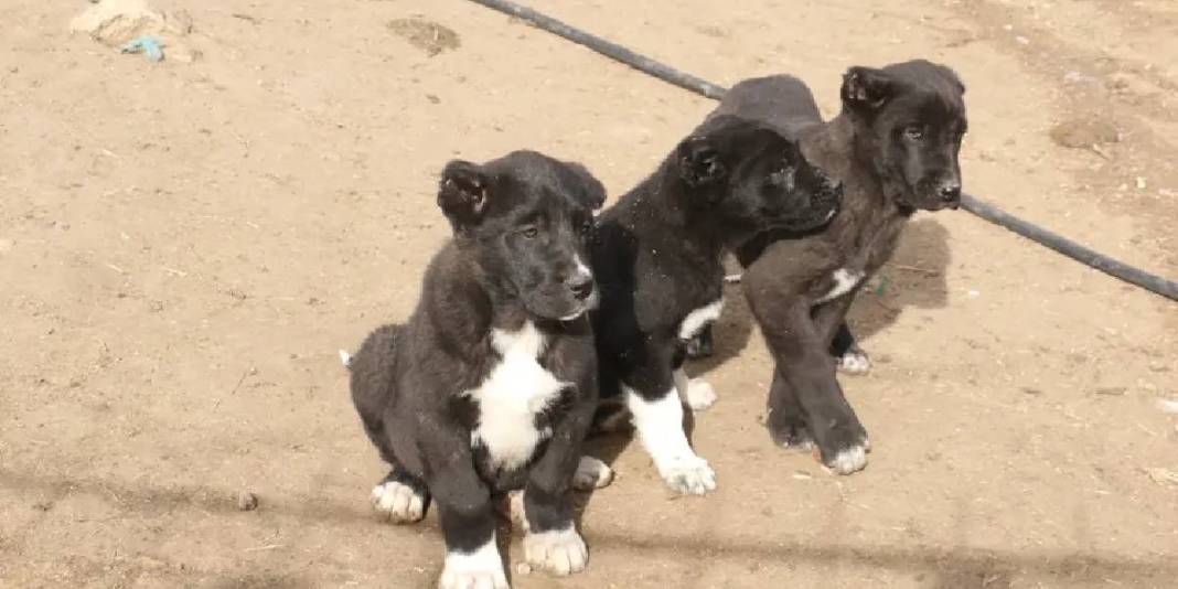 Sivas Kangalına rakip Haymana Karası! Bir kez alışan bir daha bırakamıyor, talep patlıyor: Küçüğü 20, büyüğü 150 Bin TL 4